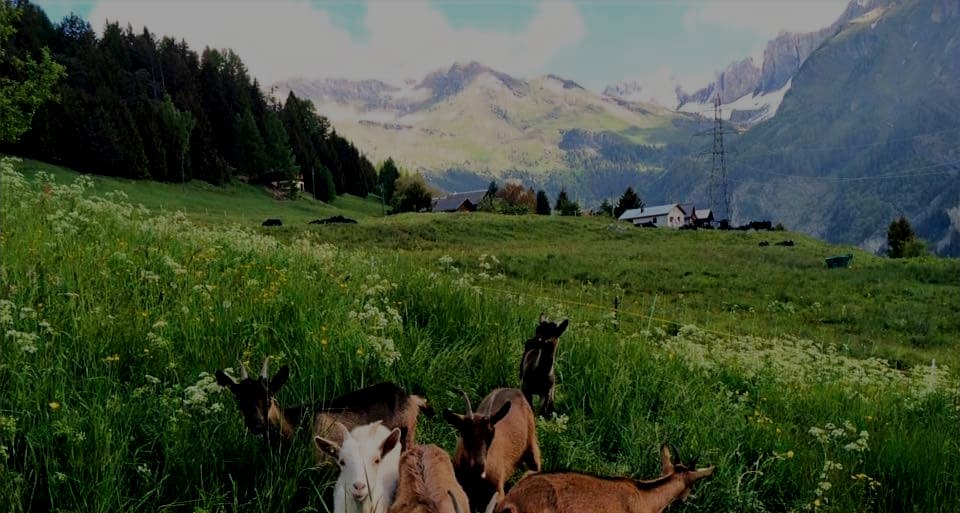 Vue panoramique de la ferme